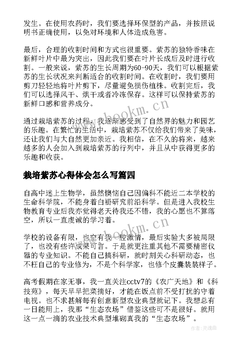 最新栽培紫苏心得体会怎么写(优质5篇)