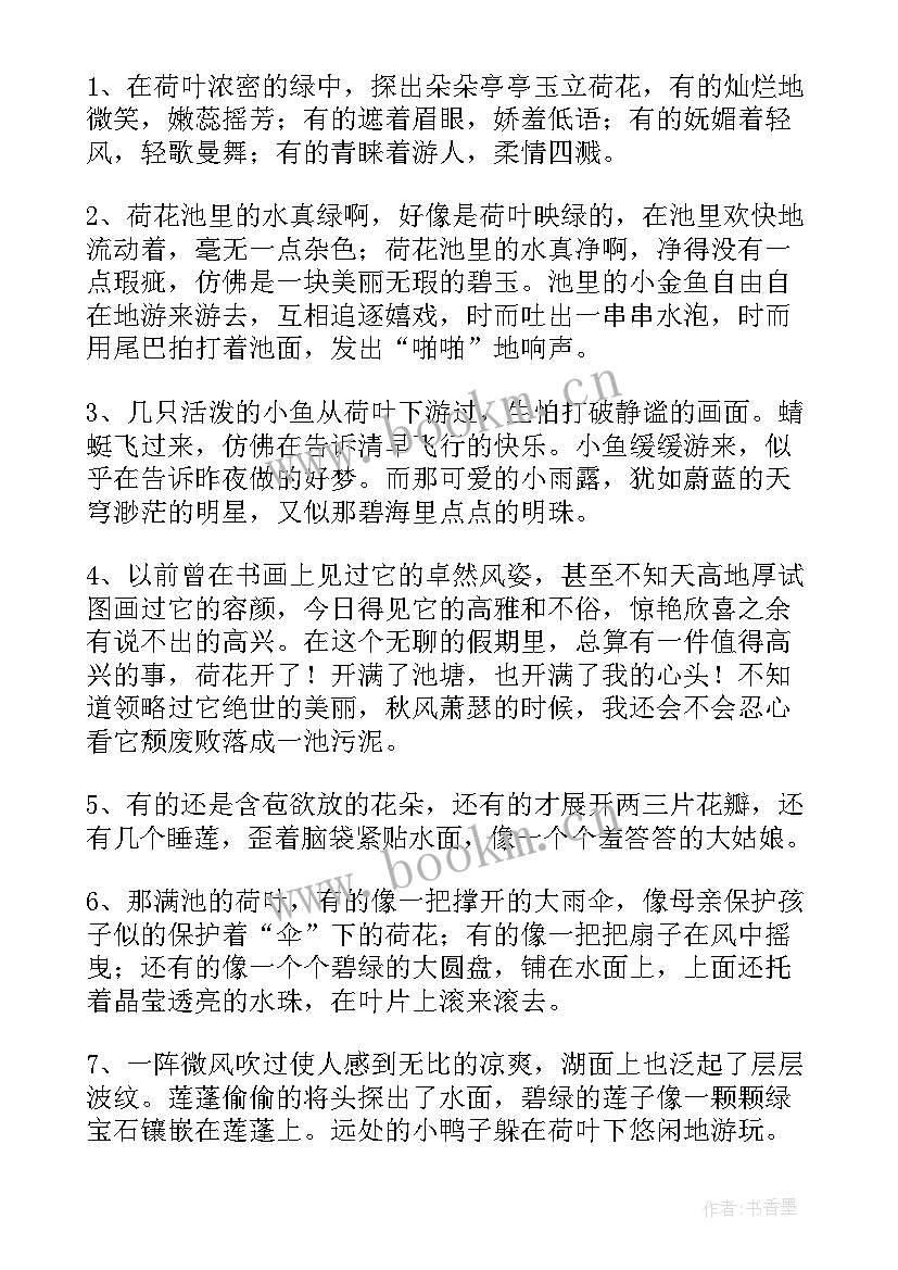 2023年荷花好句好段摘抄(汇总5篇)