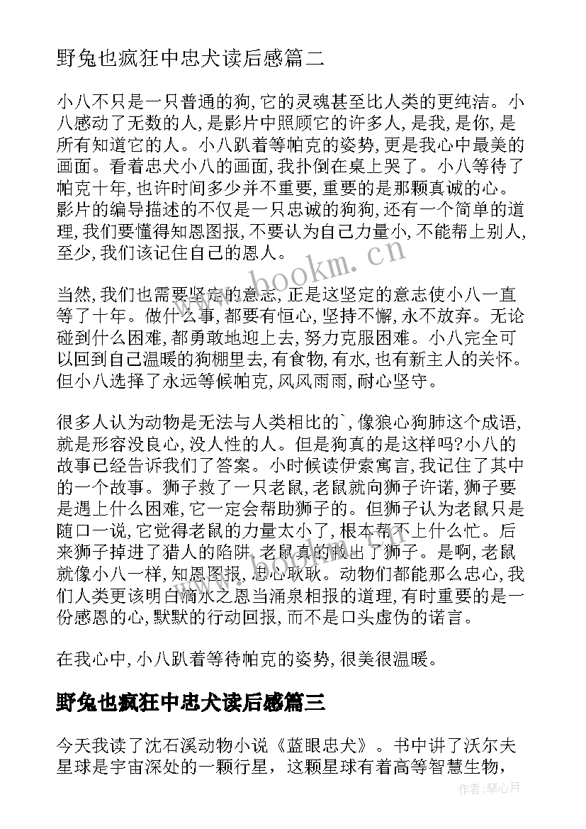 2023年野兔也疯狂中忠犬读后感(优质5篇)