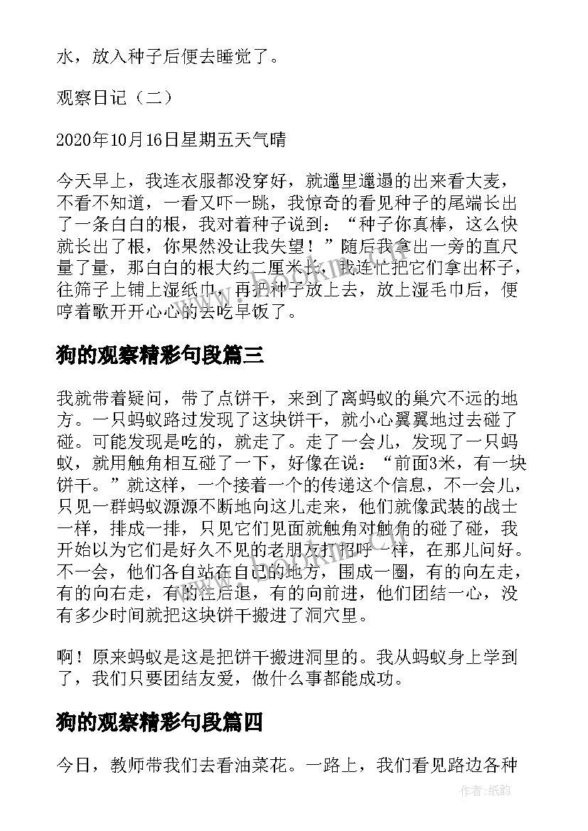 狗的观察精彩句段 观察日记精彩(模板18篇)