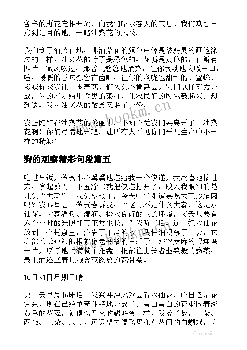 狗的观察精彩句段 观察日记精彩(模板18篇)