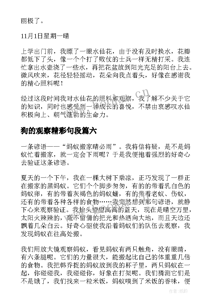 狗的观察精彩句段 观察日记精彩(模板18篇)