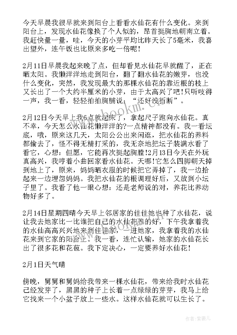 最新凤仙花生长观察日记小学生 水仙花生长观察日记(实用8篇)