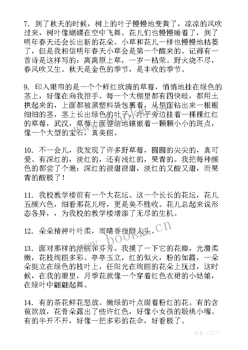 蔷薇的句子经典语录 蔷薇花外貌的句子句(精选8篇)