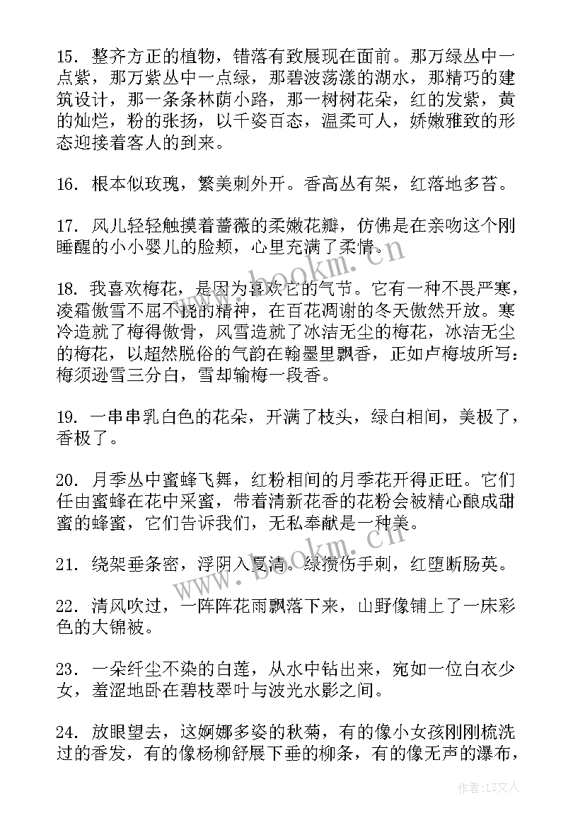 蔷薇的句子经典语录 蔷薇花外貌的句子句(精选8篇)