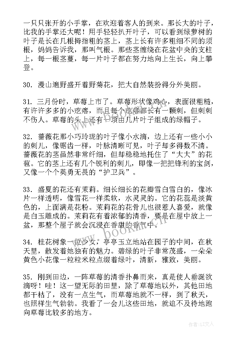 蔷薇的句子经典语录 蔷薇花外貌的句子句(精选8篇)