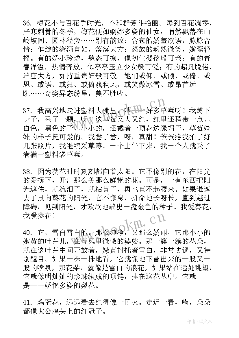 蔷薇的句子经典语录 蔷薇花外貌的句子句(精选8篇)