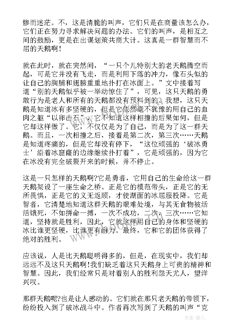 天鹅和鹅的故事读后感 天鹅的故事读后感(优质8篇)