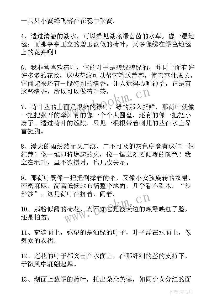 最新荷叶的好段子摘抄 荷叶的好段摘抄荷叶的好段落摘抄(通用8篇)