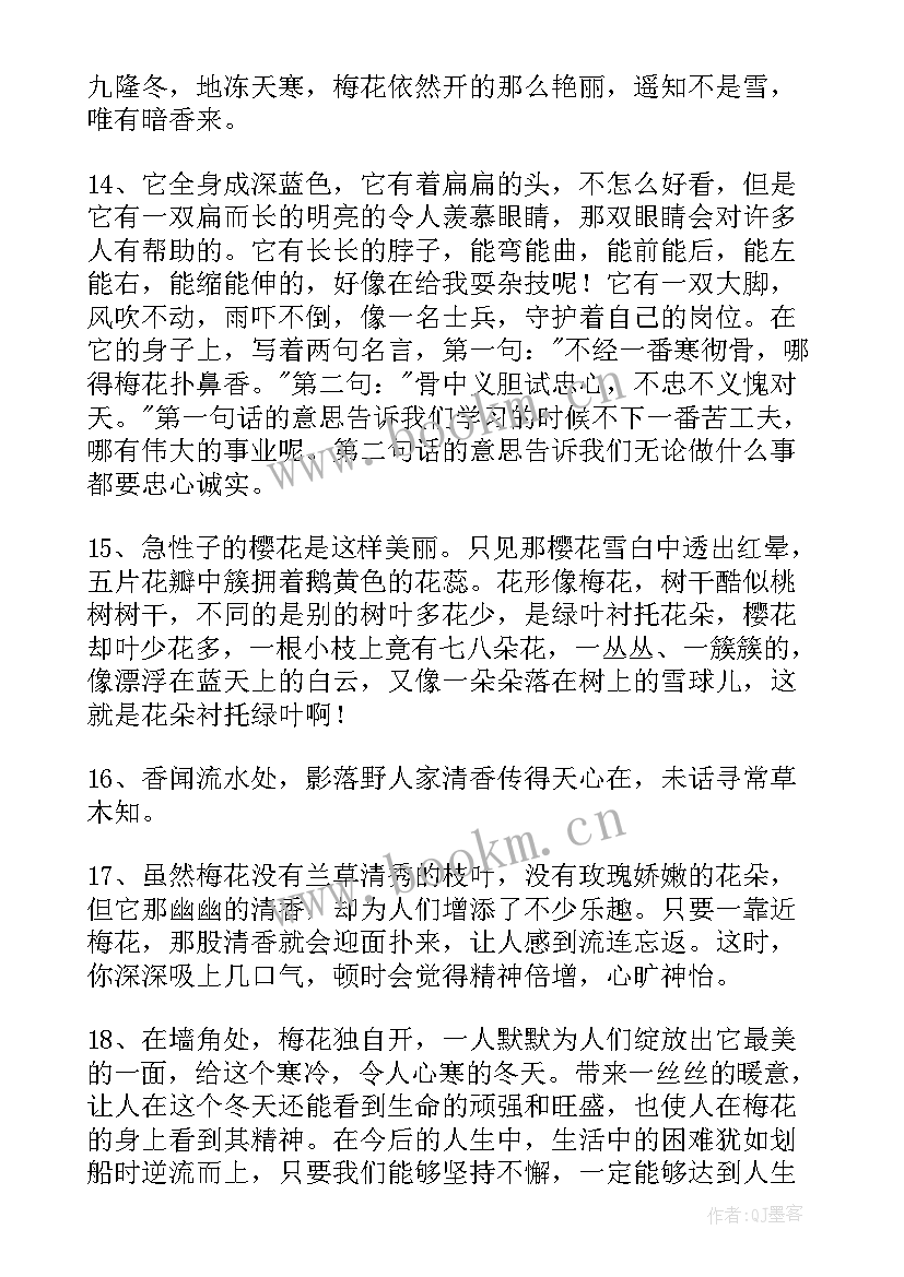 形容梅花的句子唯美 经典形容梅花的句子(大全8篇)