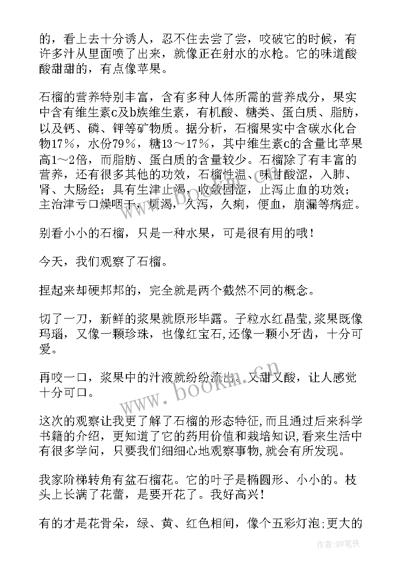 石榴树的观察日记(大全8篇)