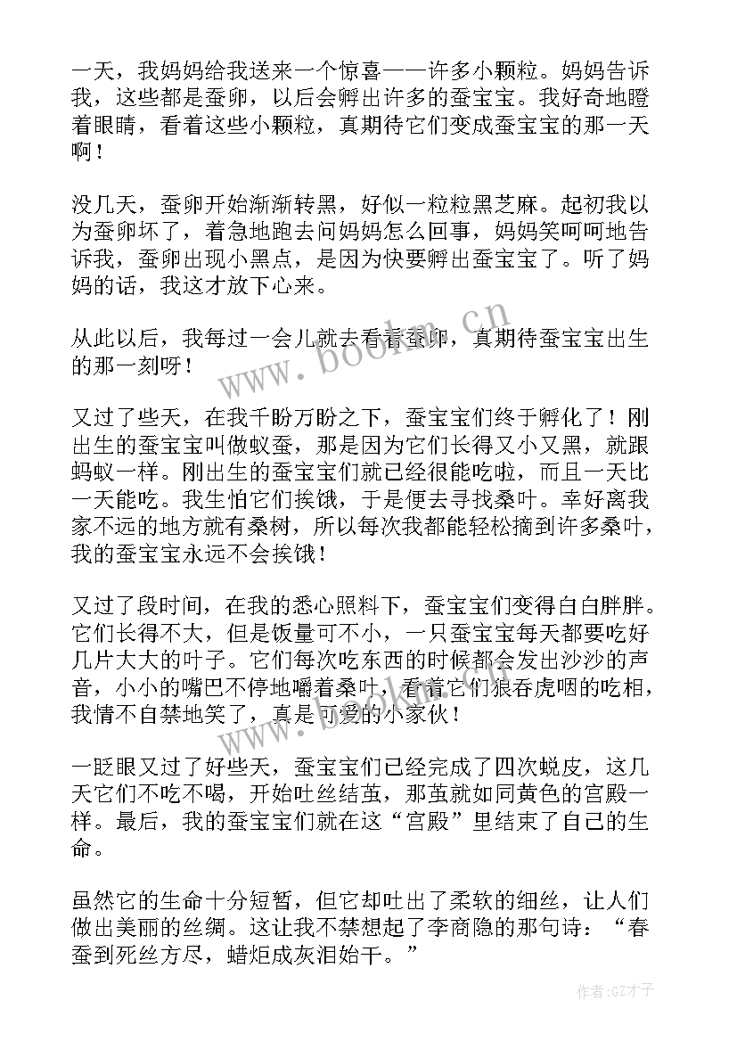 最新养蚕观察四年级 养蚕观察日记(优质17篇)