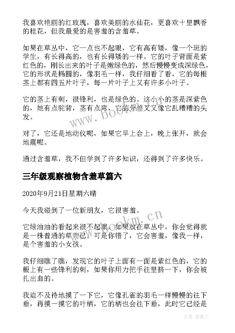 三年级观察植物含羞草 含羞草观察日记三年级(模板11篇)