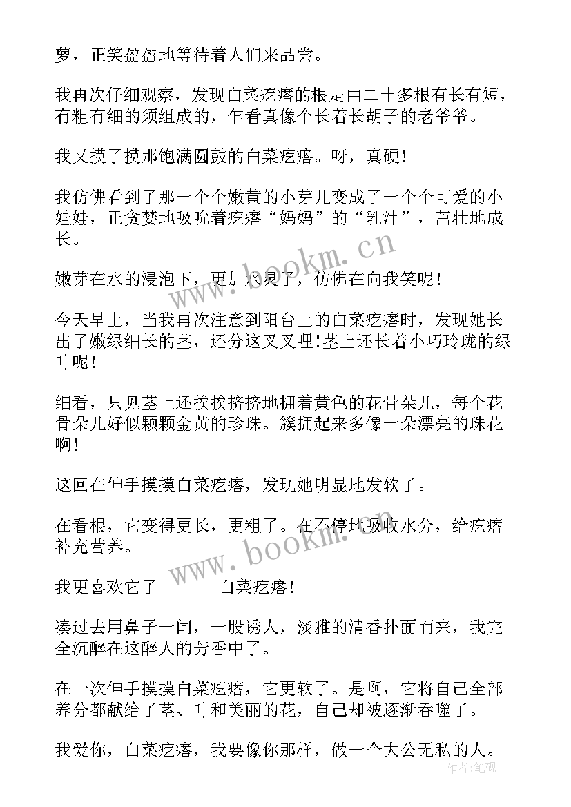 最新白菜观察日记(实用8篇)