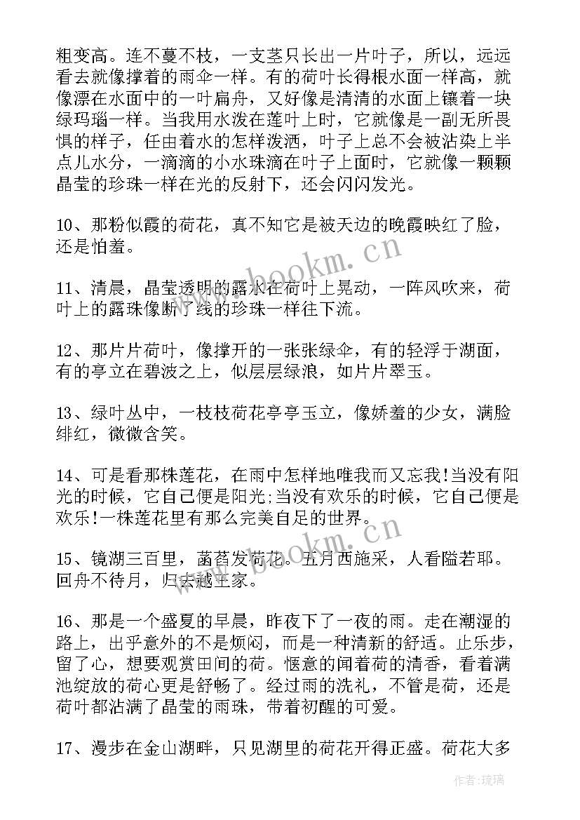 2023年荷花的段落摘抄(实用8篇)