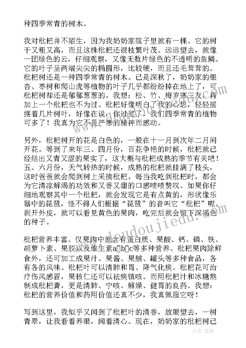 2023年枇杷树下的体会(通用10篇)