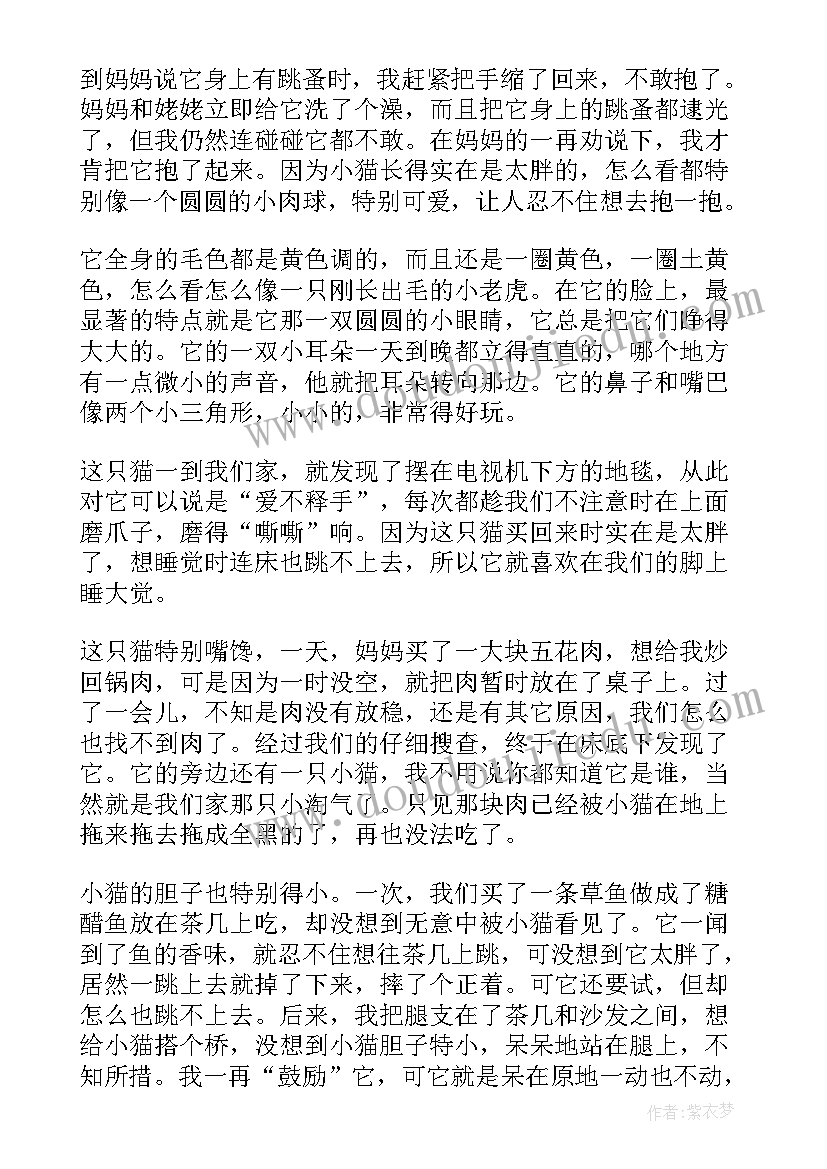 找小猫的工作计划(优质6篇)