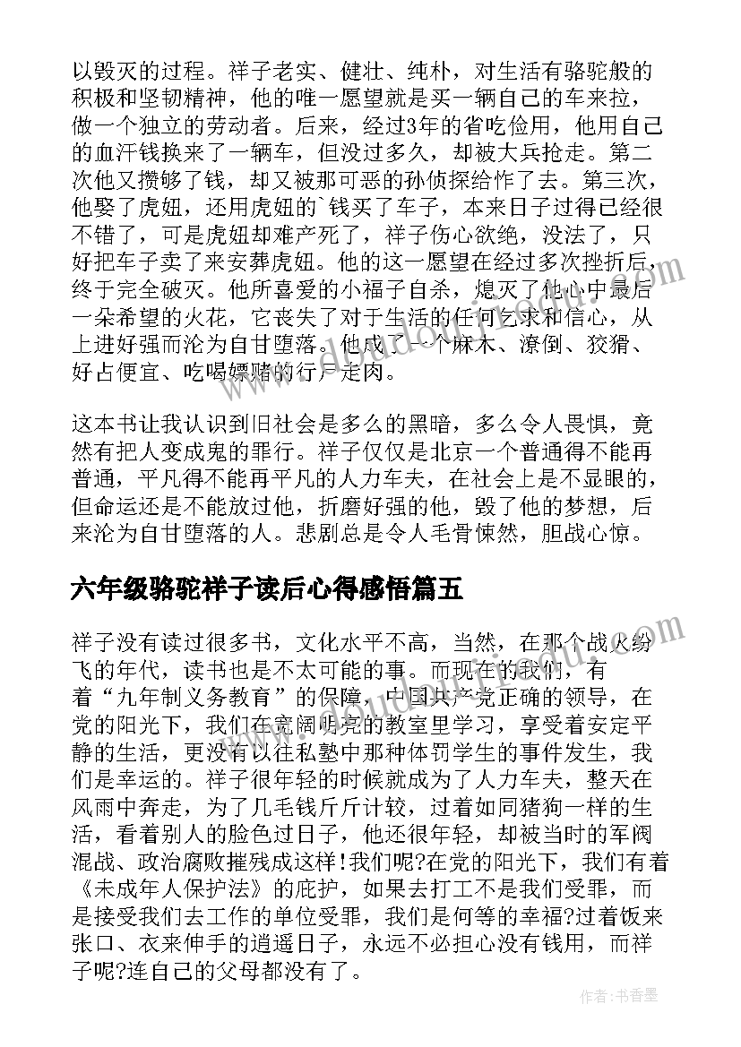 2023年六年级骆驼祥子读后心得感悟(模板5篇)