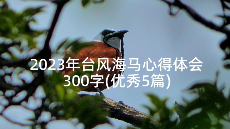 2023年台风海马心得体会300字(优秀5篇)