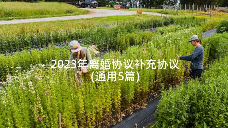 2023年离婚协议补充协议(通用5篇)