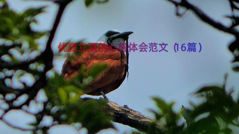 优质立夏的心得体会范文（16篇）