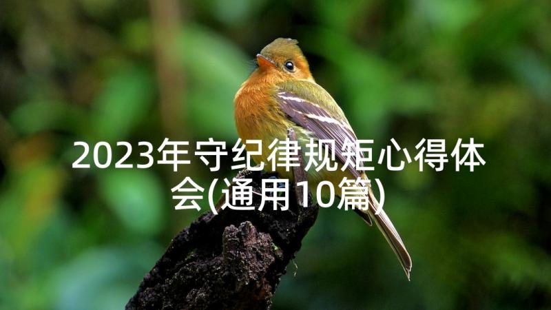 2023年守纪律规矩心得体会(通用10篇)