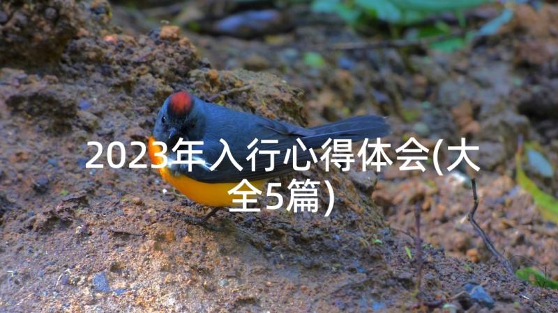 2023年入行心得体会(大全5篇)