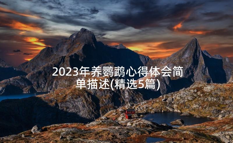 2023年养鹦鹉心得体会简单描述(精选5篇)