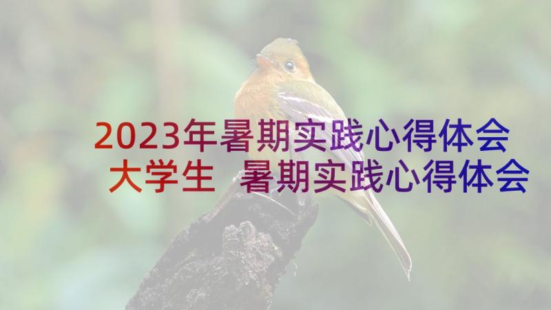 2023年暑期实践心得体会大学生 暑期实践心得体会电器(通用7篇)