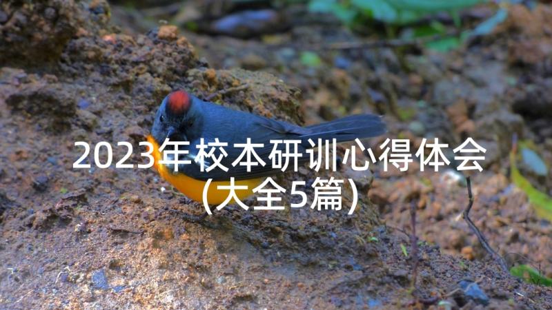 2023年校本研训心得体会(大全5篇)