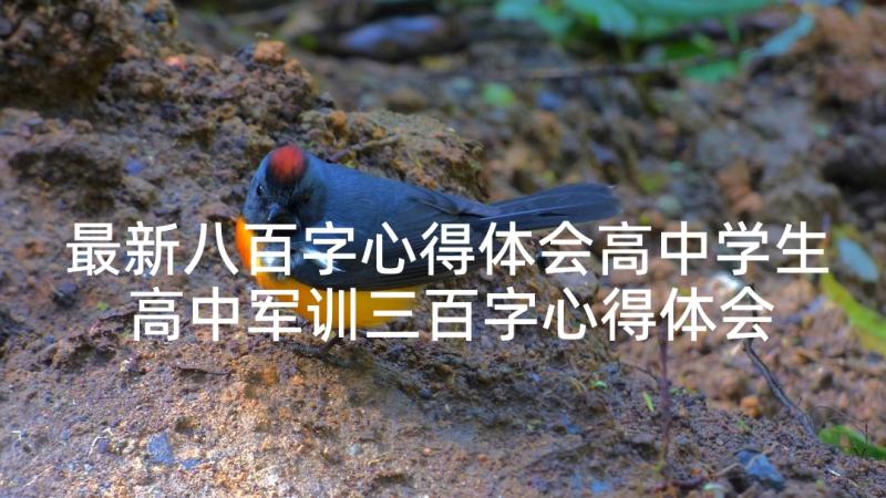 最新八百字心得体会高中学生 高中军训三百字心得体会(模板5篇)