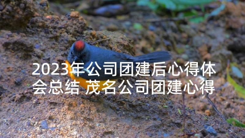 2023年公司团建后心得体会总结 茂名公司团建心得体会(汇总5篇)