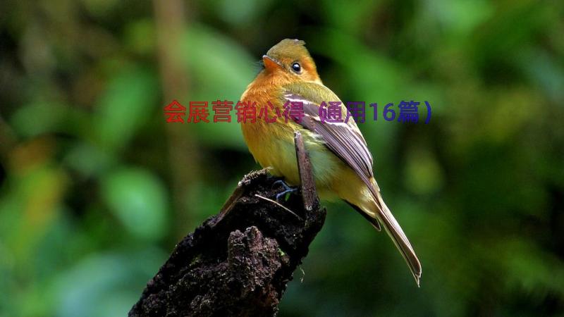 会展营销心得（通用16篇）