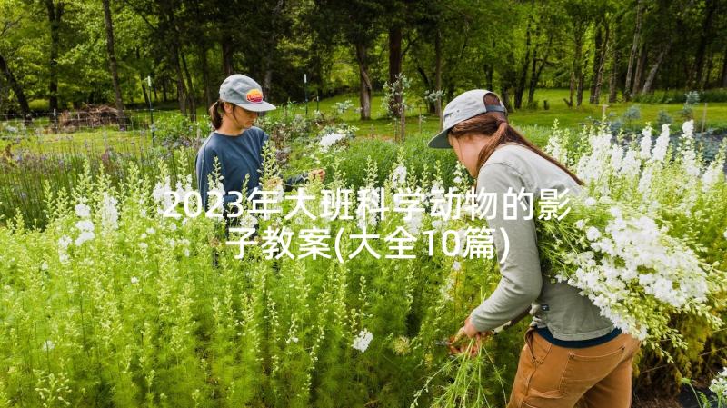 2023年大班科学动物的影子教案(大全10篇)