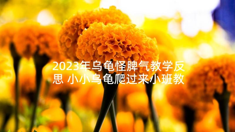 2023年乌龟怪脾气教学反思 小小乌龟爬过来小班教学反思(实用5篇)