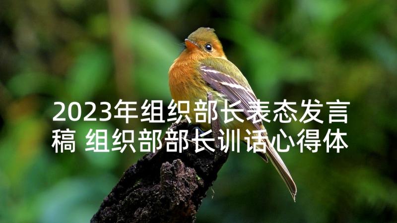 2023年组织部长表态发言稿 组织部部长训话心得体会(汇总6篇)