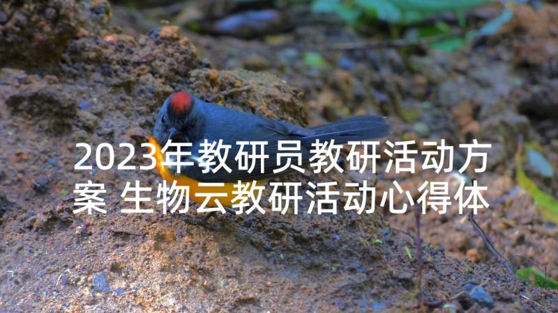 2023年教研员教研活动方案 生物云教研活动心得体会(模板7篇)