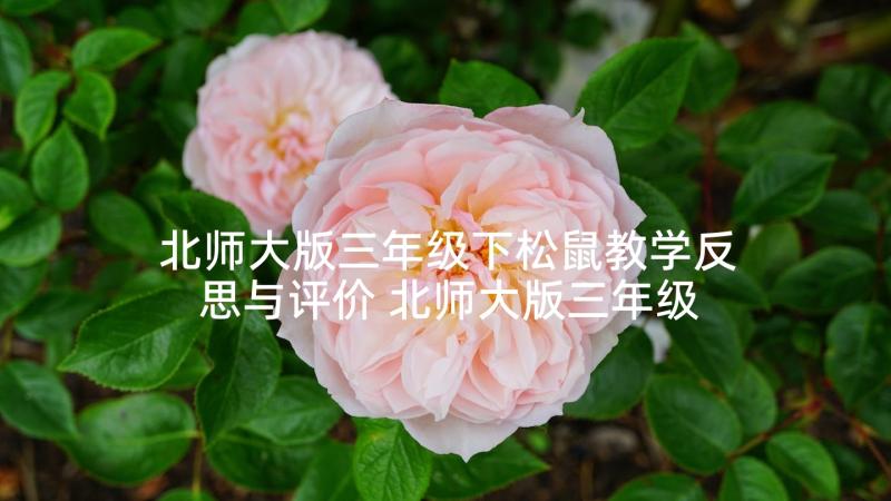 北师大版三年级下松鼠教学反思与评价 北师大版三年级数学吃西瓜教学反思(优质5篇)