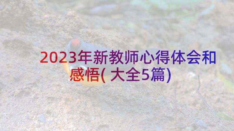 2023年新教师心得体会和感悟(大全5篇)