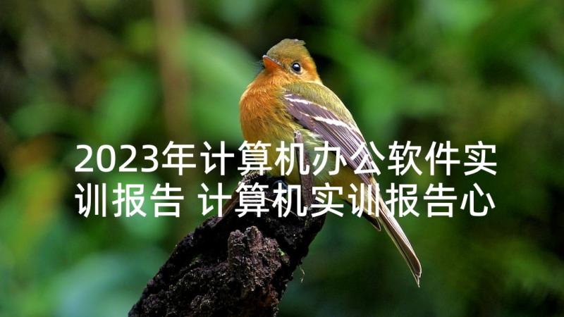 2023年计算机办公软件实训报告 计算机实训报告心得体会计算机实训总结(大全5篇)