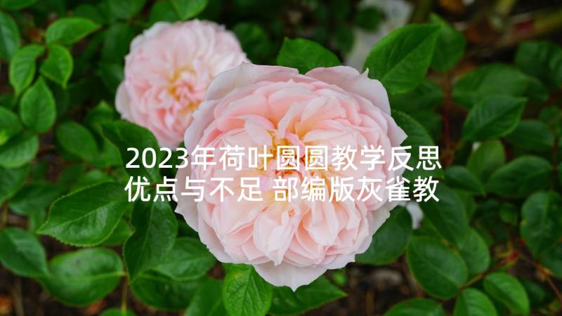 2023年荷叶圆圆教学反思优点与不足 部编版灰雀教学反思(优质5篇)