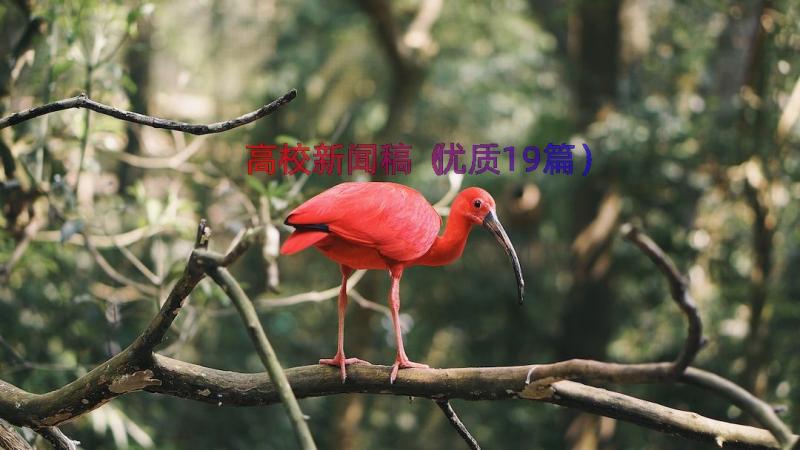 高校新闻稿（优质19篇）