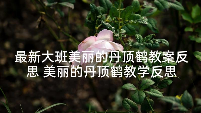 最新大班美丽的丹顶鹤教案反思 美丽的丹顶鹤教学反思(汇总8篇)