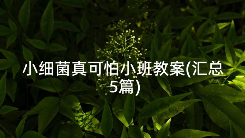 小细菌真可怕小班教案(汇总5篇)