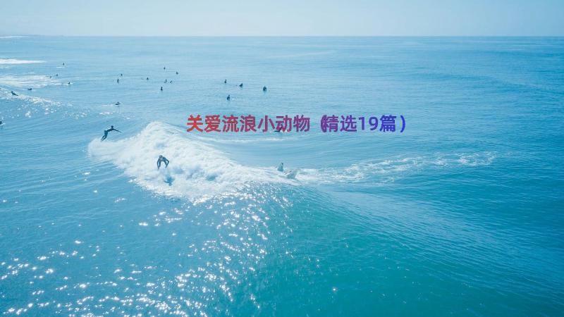 关爱流浪小动物（精选19篇）