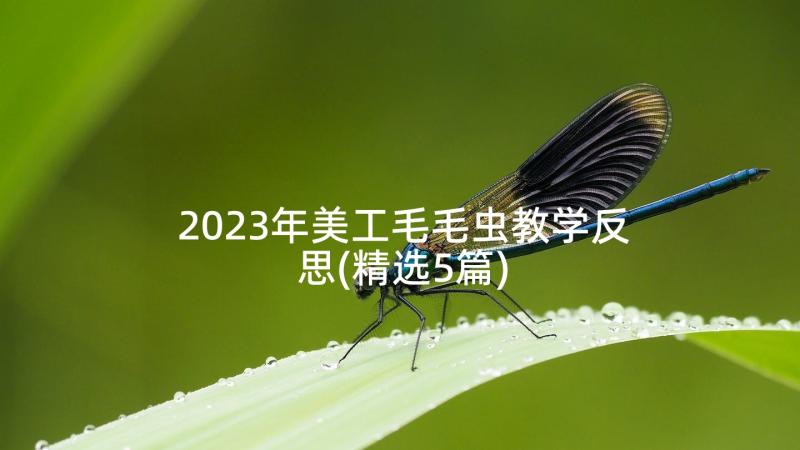2023年美工毛毛虫教学反思(精选5篇)