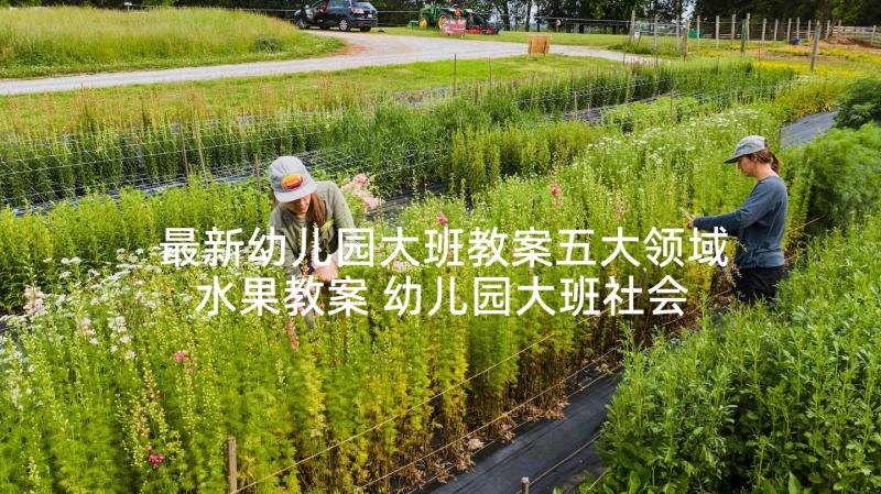 最新幼儿园大班教案五大领域水果教案 幼儿园大班社会领域教案(通用8篇)