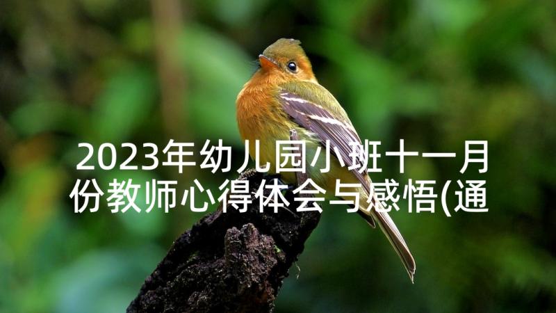 2023年幼儿园小班十一月份教师心得体会与感悟(通用5篇)