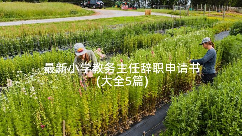 最新小学教务主任辞职申请书(大全5篇)