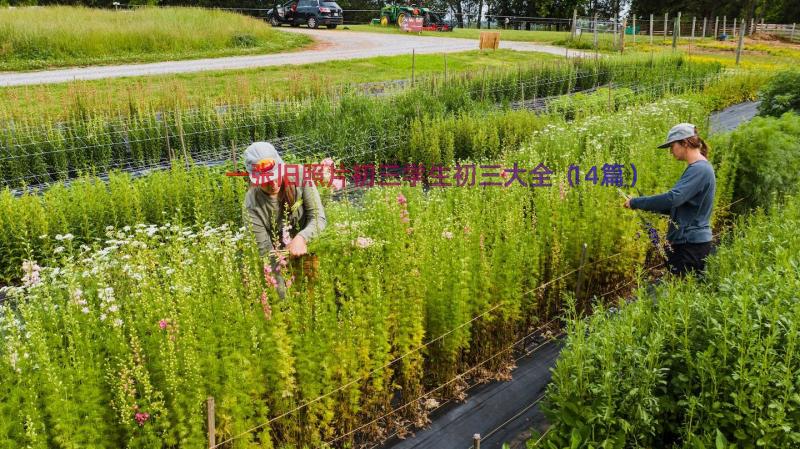 一张旧照片初三学生初三大全（14篇）